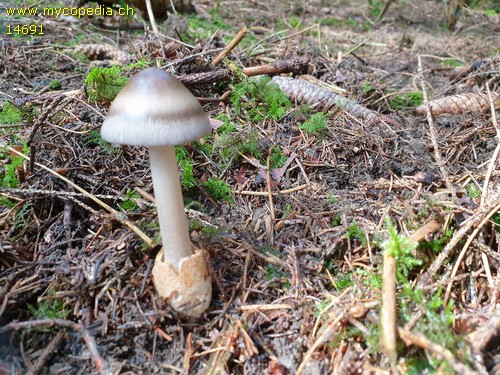 Amanita umbrinolutea - 