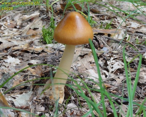 Amanita fulva - 