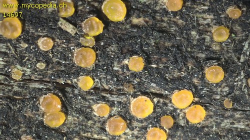 Dacrymyces stillatus - 