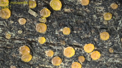 Dacrymyces stillatus - 