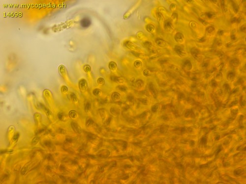 Dacrymyces stillatus - 