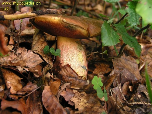 Neoboletus praestigiator - 