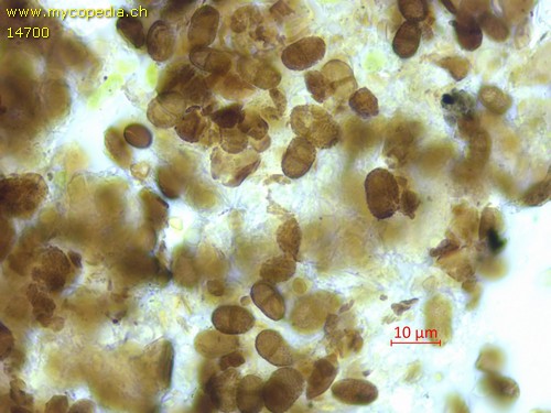 Dacrymyces stillatus - Sporen - 