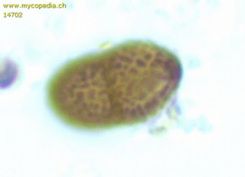 Dacrymyces stillatus - Spore/n - 