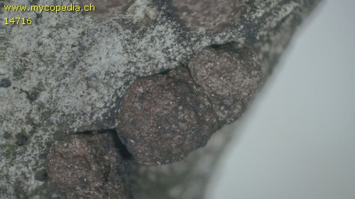 Daldinia concentrica - 