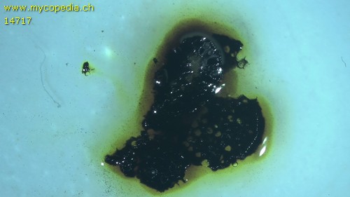 Daldinia concentrica - 