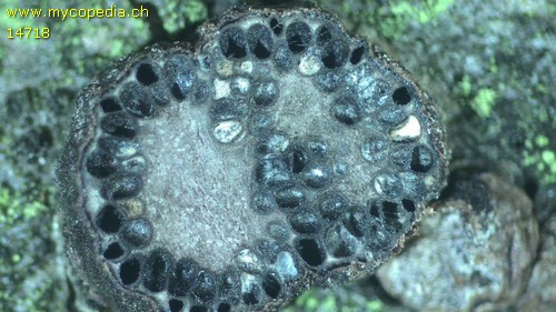 Daldinia concentrica - 