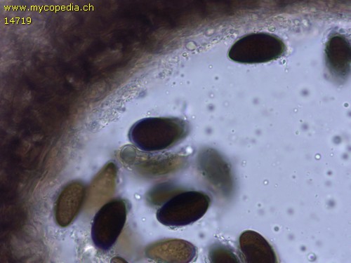 Daldinia concentrica - 