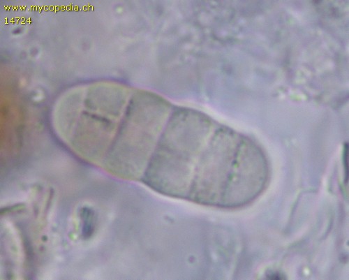 Seimatosporium massarina - 