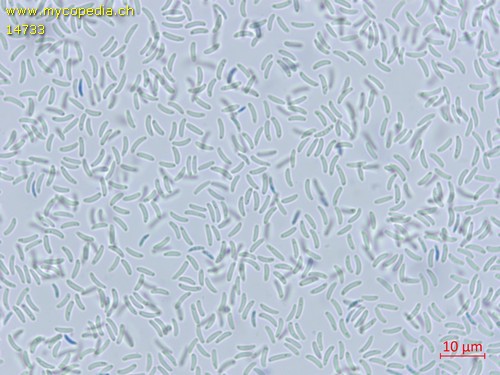 Cytospora - 