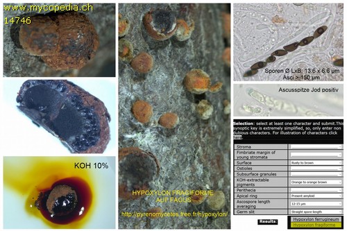 Hypoxylon fragiforme - 