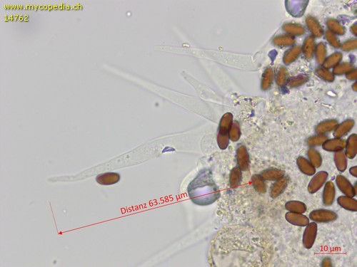 Coprinellus pusillulus - Pileozystiden - 