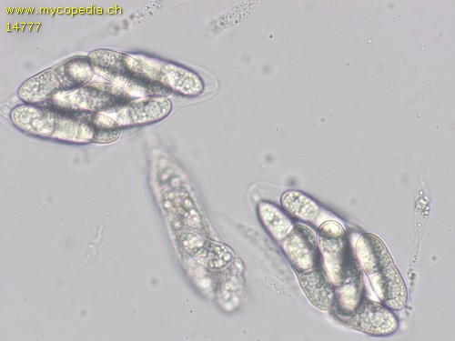 Alnecium auctum - Asci - Wasser  - 