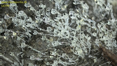 Pilobolus crystallinus - 