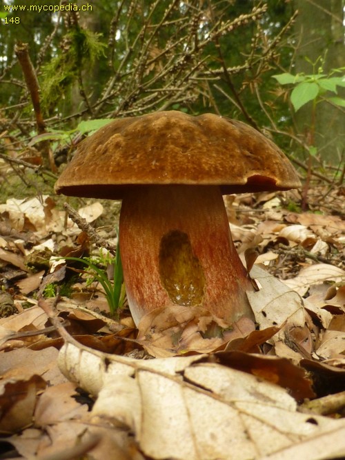 Neoboletus praestigiator - 