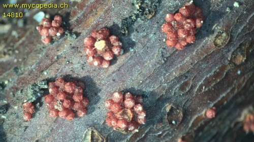 Nectria cinnabarina - 