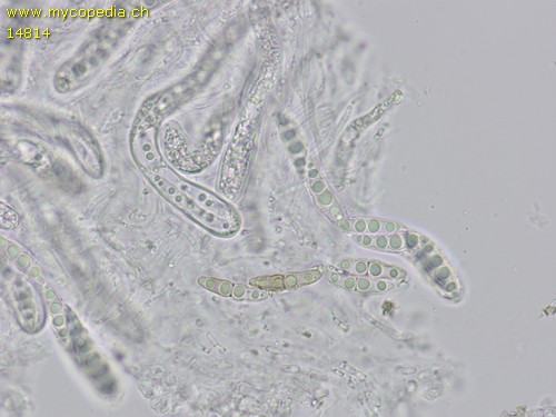 Lophiostoma vagabundum - 