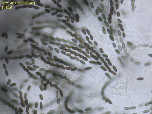 Anthostoma saprophilum - 