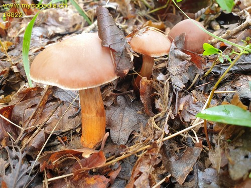 Cortinarius bulliardii - 