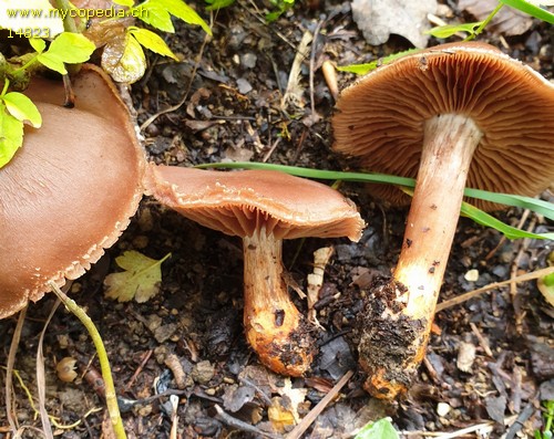 Cortinarius bulliardii - 