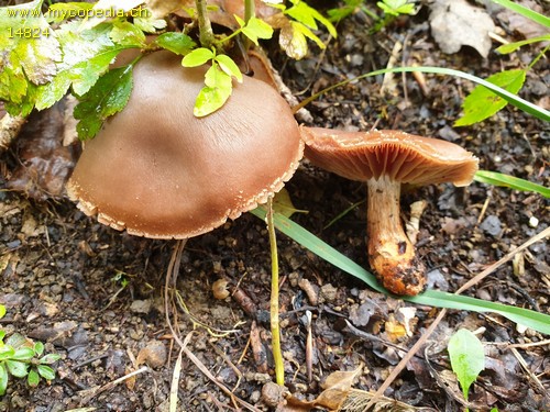 Cortinarius bulliardii - 