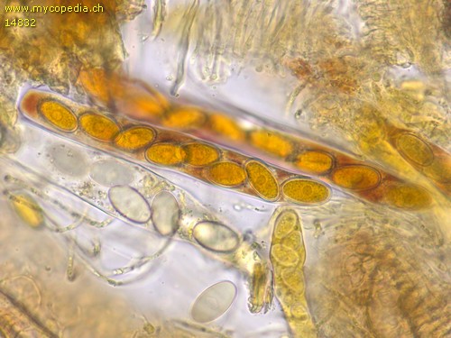 Lasiobolus ciliatus - 