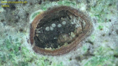 Lophiostoma vagabundum - 