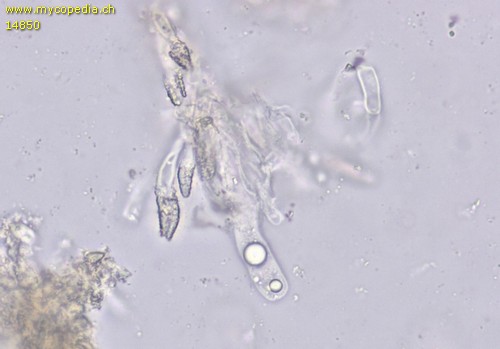 Peniophora proxima - 