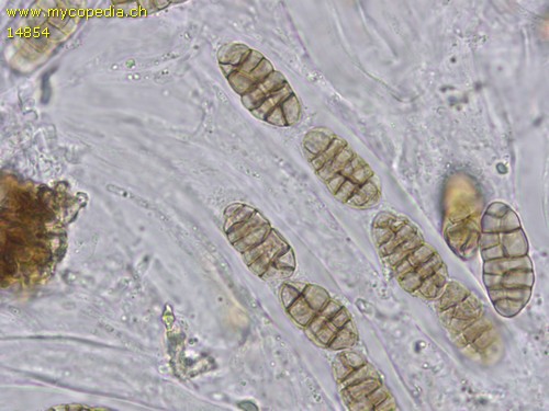 Praetumpfia obducens - 