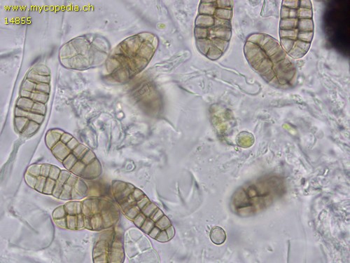 Praetumpfia obducens - 