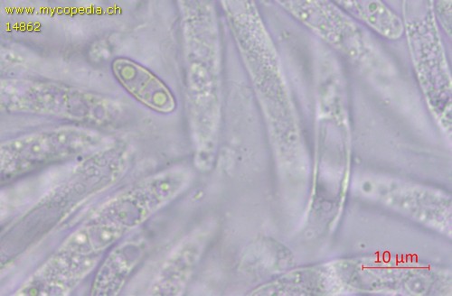 Pseudocosmospora eutypellae - 