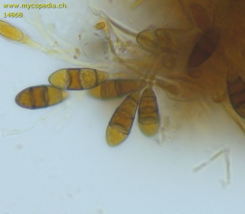 Anamorphe Form auf Ribes - 