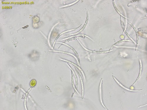Dermea cerasi - Anamorphe Sporen - 