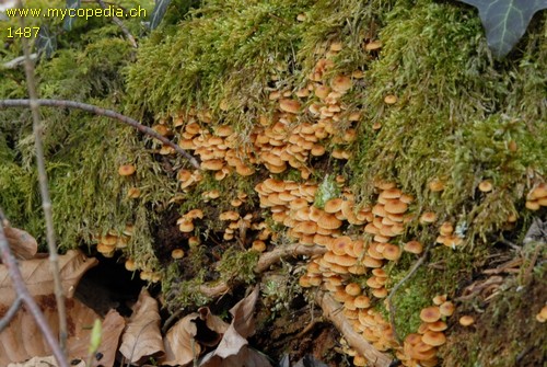 Xeromphalina campanella - 