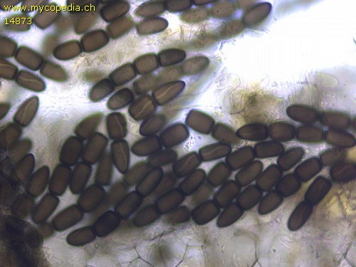 Sporormiella australis - 