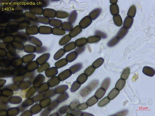 Sporormiella australis - 