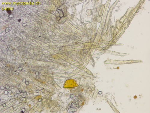 Corticium roseum - Artefakte - Melzers  - 