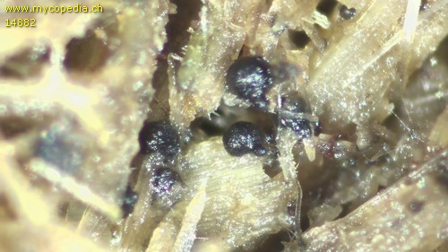 Sporormiella intermedia - Pseudoperithezien - 
