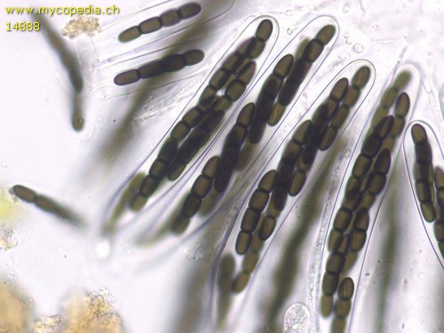 Sporormiella australis - 