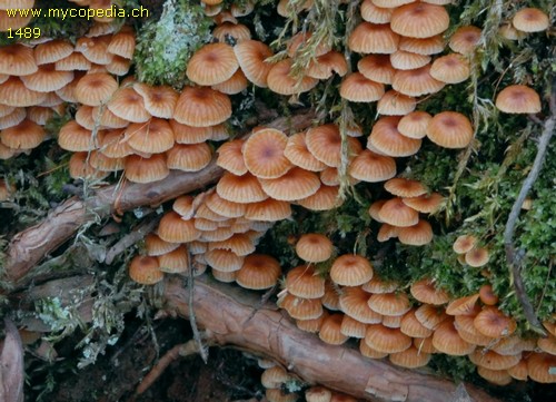 Xeromphalina campanella - 