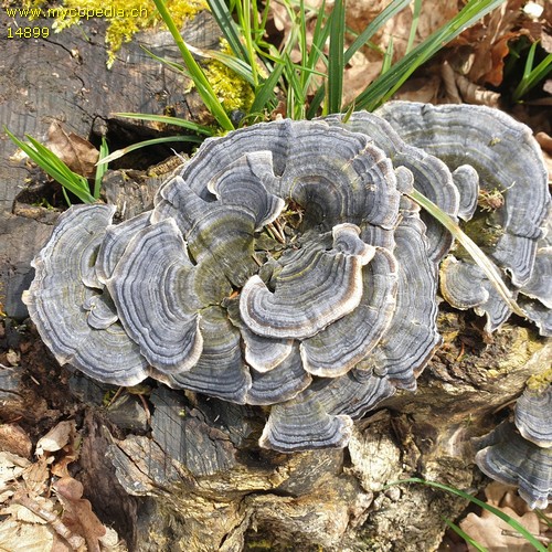 Trametes versicolor - 