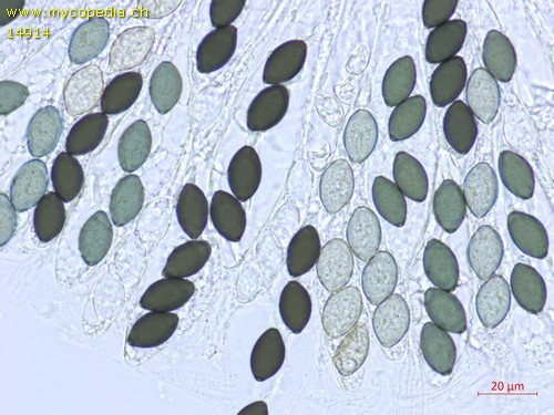 Schizothecium tetrasporum - 