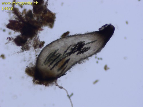 Schizothecium - 