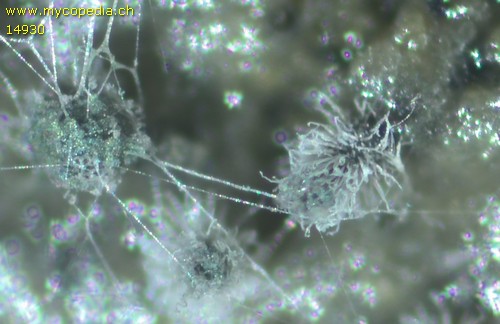 Chaetomium bostrychodes - 