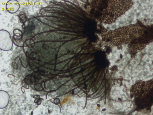 Chaetomium bostrychodes - 