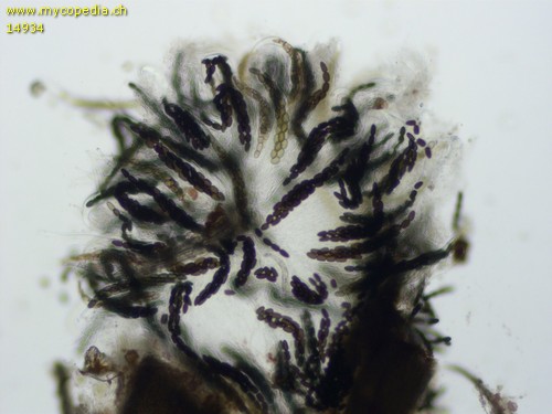 Sporormiella longisporopsis - 