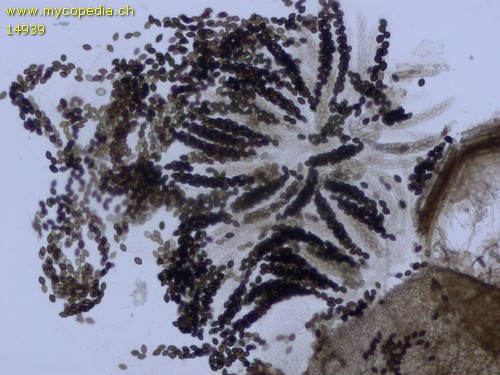 Schizothecium dakotense - 