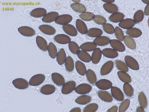 Podospora dakotensis - 