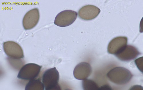 Schizothecium dakotense - 