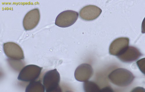 Podospora dakotensis - 